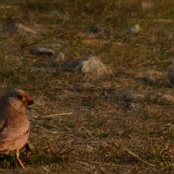 Trumpeter Finch  "Bucanetes githagineus"